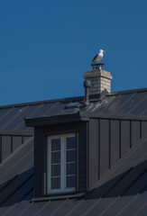 Black roof of the main building of  Sõrve lighthouse in Saaremaa island, Estonia. Seagull perched on top of the white chimney