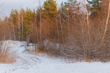 Cold winter forest in morning sunlight with snow covered tree trunks. Morning frost and hoarfrost pines and birch