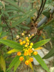 White butterfly on the Asclepias curassavica design for relaxation concept