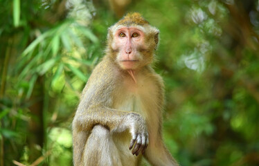 Macaca fascicularis (long-tailed monkey) or monkey in the jungle, Close up detail of long tailed monkey
