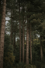 trees in the forest