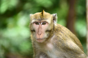 Macaca fascicularis (long-tailed monkey) or monkey in the jungle, Close up detail of long tailed monkey
