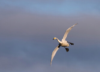Sångsvan (Cygnus cygnus). Whooper Swan.
