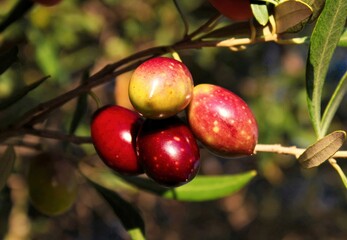 Close up of olives, olive grove in the outskirts of Athens in Attica, Greece.