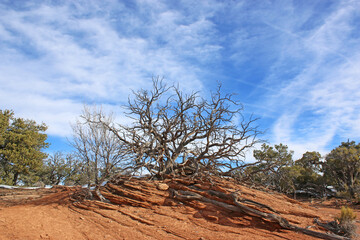 Canyonlands National Park Island in the Sky, Utah	