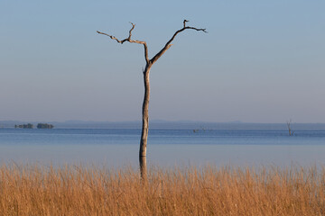 A dead tree in the lake of Kafue National Park