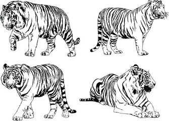 vector drawings sketches different predator , tigers lions cheetahs and leopards are drawn in ink by hand , objects with no background