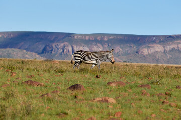 Naklejka premium A Mountain Zebra walking on top of the hills
