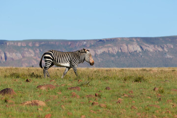 Fototapeta na wymiar A Mountain Zebra walking on top of the hills