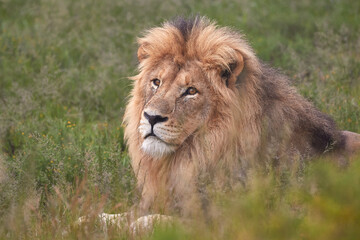 Naklejka na ściany i meble Big male lion in Mountain Zebra National Park