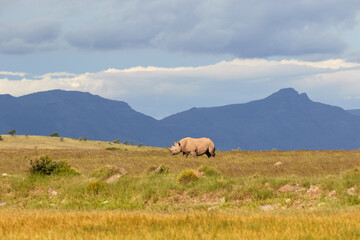 Black rhino at Mountain Zebra NP