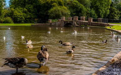 Fototapeta premium Ducks in Verulamium Park, St Albans, UK in the summertime