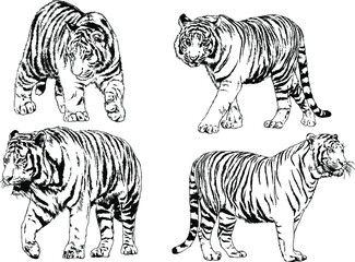 vector drawings sketches different predator , tigers lions cheetahs and leopards are drawn in ink by hand , objects with no background