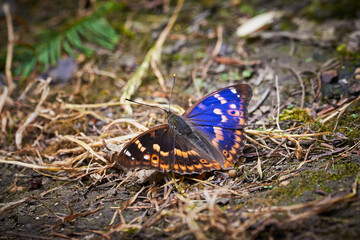 Lesser purple emperor butterfly (Apatura ilia)