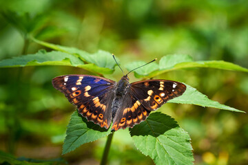 Lesser purple emperor butterfly (Apatura ilia)