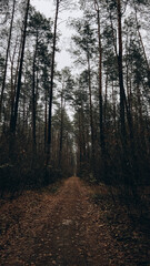 Path in the forest