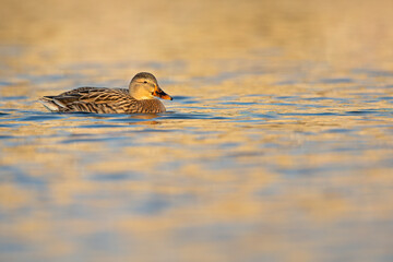 An adult female mallard duck swimming and foraging in a harbor.