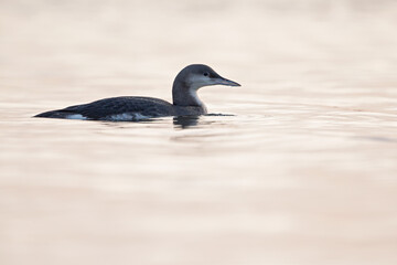 A black-throated loon swimming in the setting sun in the Netherlands.	