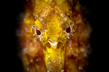 Yellow seahorse on coral reef portrait