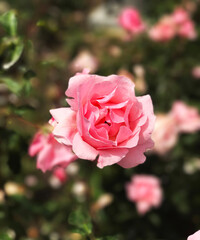 Pink rose in bloom