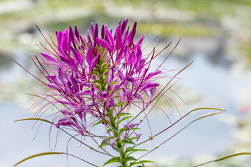 dark pink spider flower, closeup of a Cleome blossom