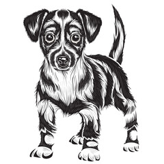 stylized setter dog in black color, isolated object on white background, vector illustration,