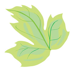 decorative leaf in green, isolated object on white background, vector illustration,