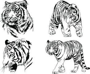 vector drawings sketches different predator , tigers lions cheetahs and leopards are drawn in ink by hand , objects with no background