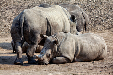 Obraz premium Rhinos in the wild . Ceratotherium Simum , White Rhino