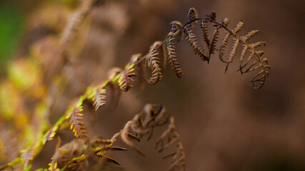 Feuilles de fougère arborant des teintes automnales et flétries, à l'approche du mois de Septembre, dans la forêt des Landes de Gascogne