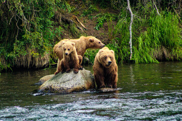 Grizzly Bears Alaska