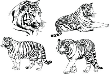 vector drawings sketches different predator , tigers lions cheetahs and leopards are drawn in ink by hand , objects with no background