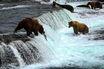 bear in water