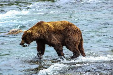 Bear with salmon