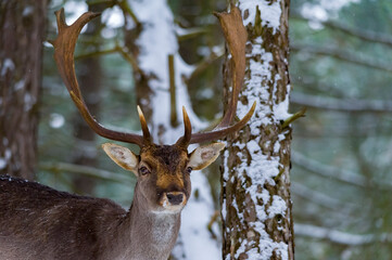 deer in the woods