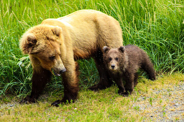 Bear with cub