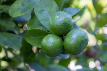 Close up of green limes and leaves in the garden background