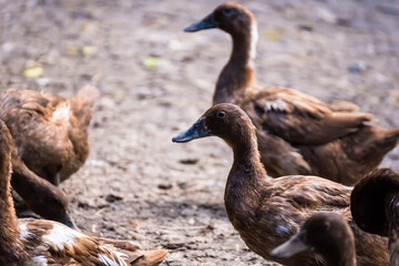 Brown duck in cage from local animals agriculture of Thailand for egg harvesting