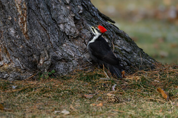 Female Pileated Woodpecker on Tree Trunk in Fall, Portrait