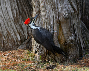 Female Pileated Woodpecker on Tree Trunk in Fall, Portrait