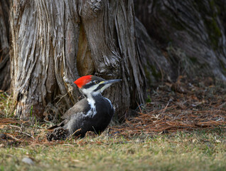 Female Pileated Woodpecker on on Ground  in Fall, Portrait