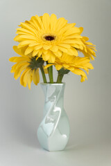 Demonstrating trendy colors 2021 - Gray and Yellow. Beautiful gerbera flowers on grey background