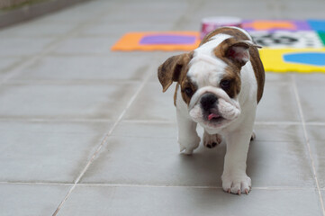 English Bulldog Puppy walking