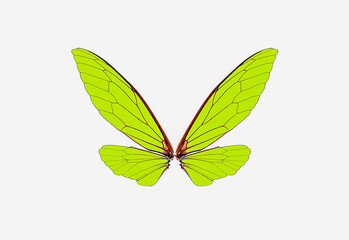 insect wings isolated on a white background