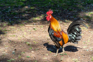 A rooster at the zoo