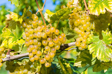 Ripe white wine grapes in the vineyards along South Styrian Wine Road, a charming region on the border between Austria and Slovenia, before harvest