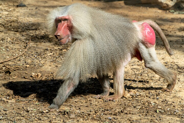 a baboon walking at the zoo