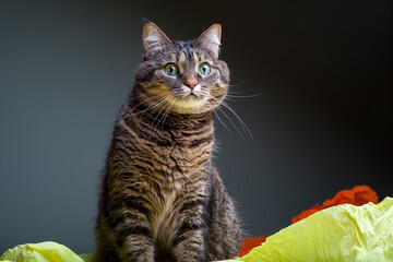 Funny gray kitten on a bright background.