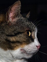 close up portrait of a cat with eye, fur nose and whiskers	