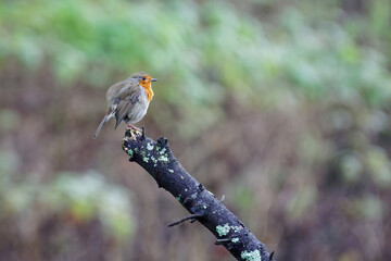 A flycatcher sits on a tree branch sticking out